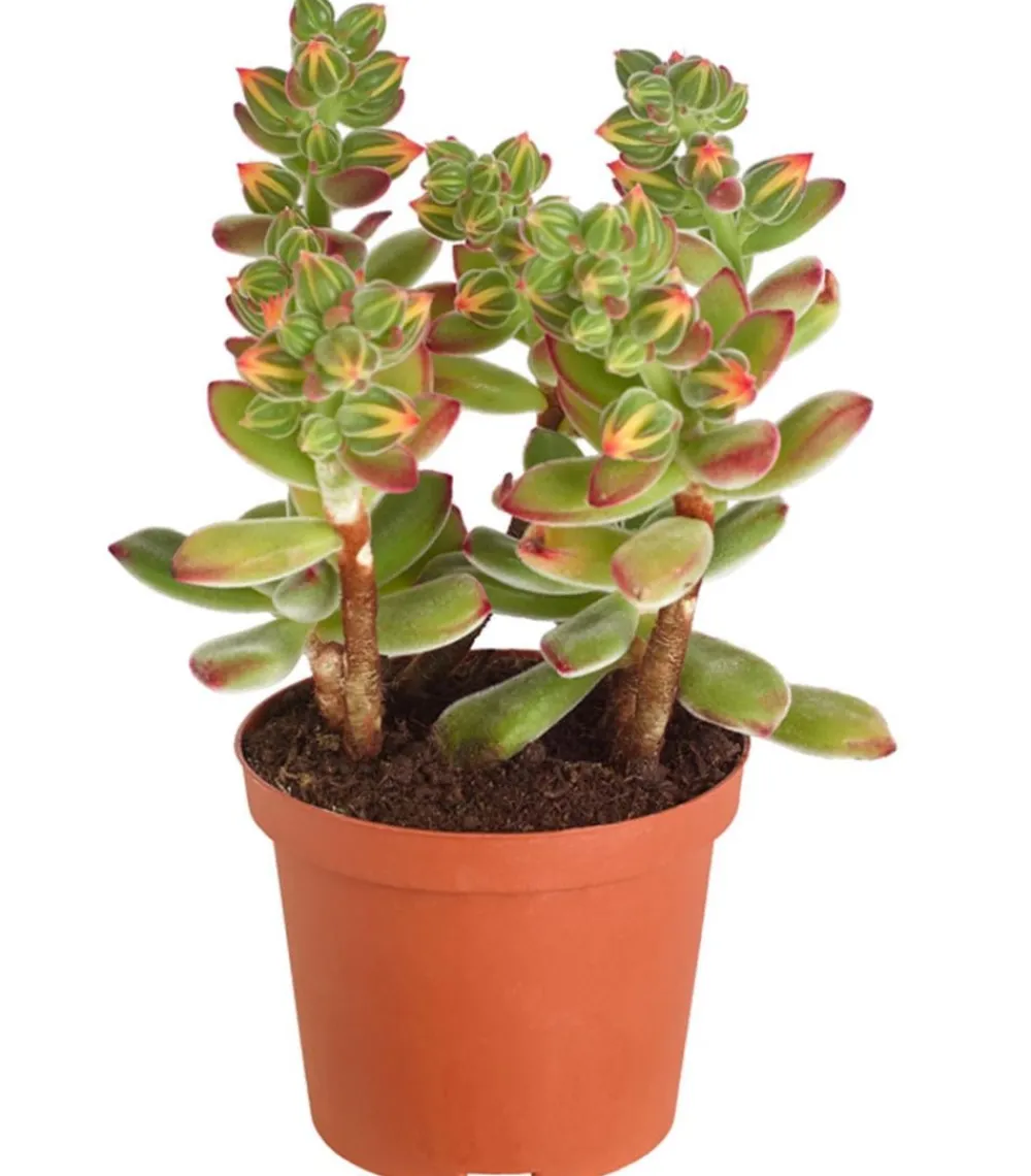 Dehner Sukkulenten - Echeverie - Echeveria pulvinata 'Pulvinata'