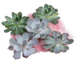 Dehner Sukkulenten|Zimmerpflanzen-Sets > Echeverien-Set - Echeveria, 5-teilig, verschiedene Sorten