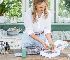 Dehner Sukkulenten|Zimmerpflanzen-Sets > Echeverien-Set - Echeveria, 5-teilig, verschiedene Sorten