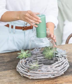 Dehner Sukkulenten|Zimmerpflanzen-Sets > Echeverien-Set - Echeveria, 5-teilig, verschiedene Sorten