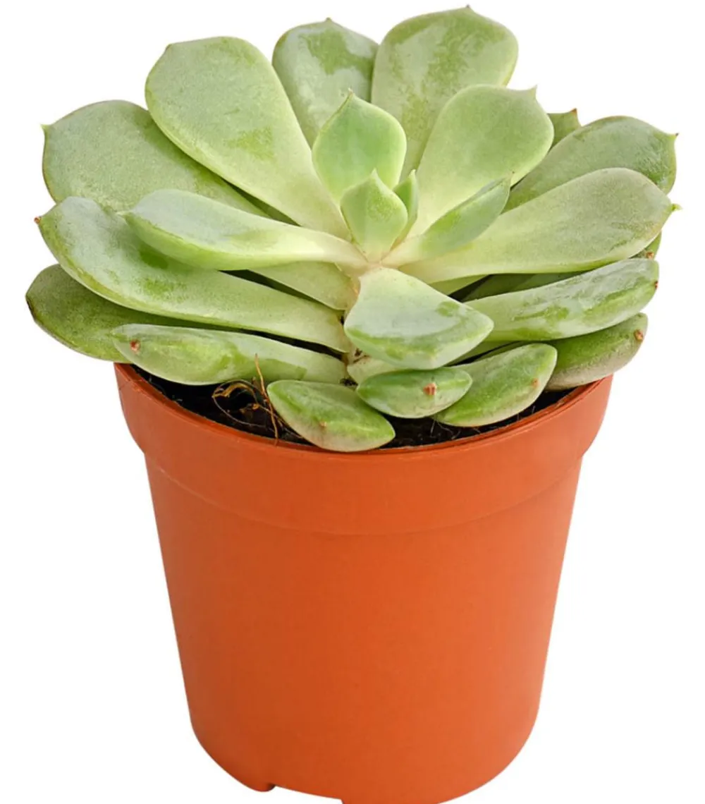 Dehner Sukkulenten > Echeverien-Set - Echeveria, verschiedene Sorten