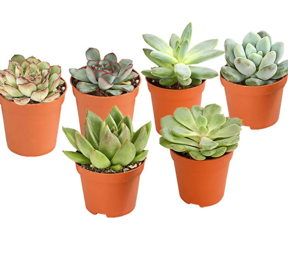 Dehner Sukkulenten > Echeverien-Set - Echeveria, verschiedene Sorten