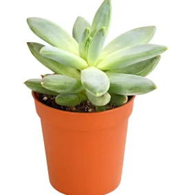 Dehner Sukkulenten > Echeverien-Set - Echeveria, verschiedene Sorten