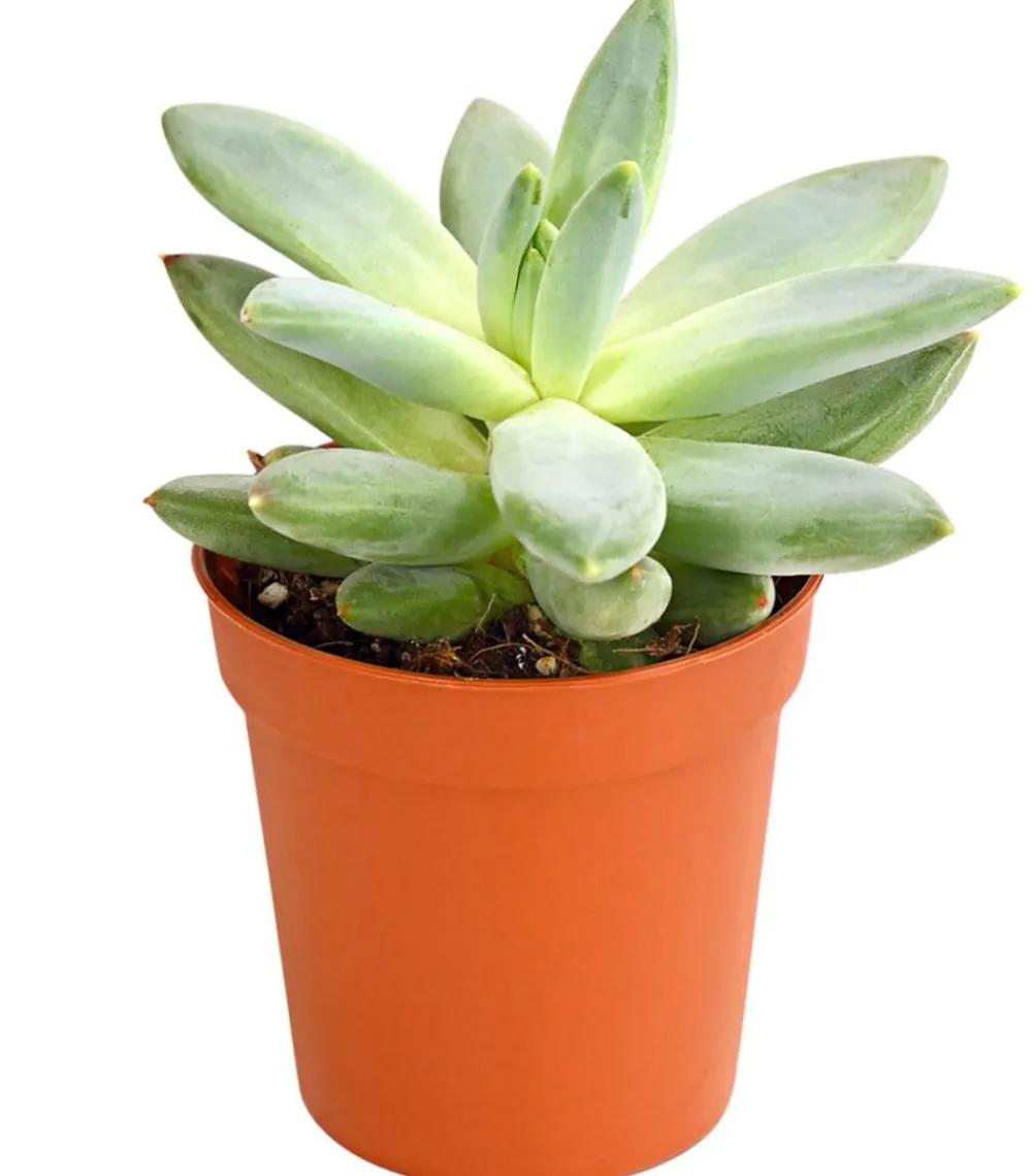 Dehner Sukkulenten > Echeverien-Set - Echeveria, verschiedene Sorten