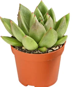 Dehner Sukkulenten > Echeverien-Set - Echeveria, verschiedene Sorten
