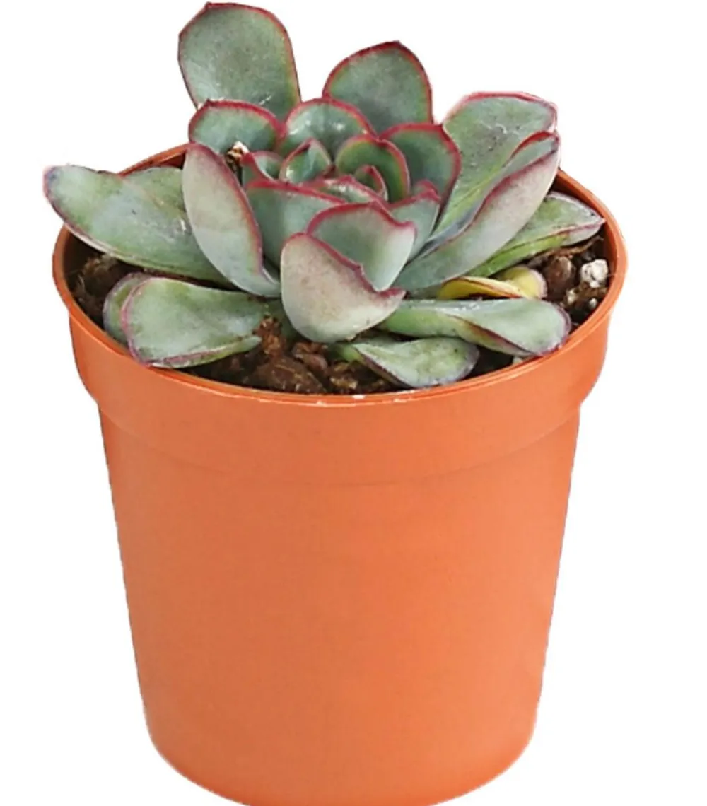 Dehner Sukkulenten > Echeverien-Set - Echeveria, verschiedene Sorten
