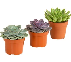Dehner Sukkulenten - Echeverien-Set - Echeveria, verschiedene Sorten