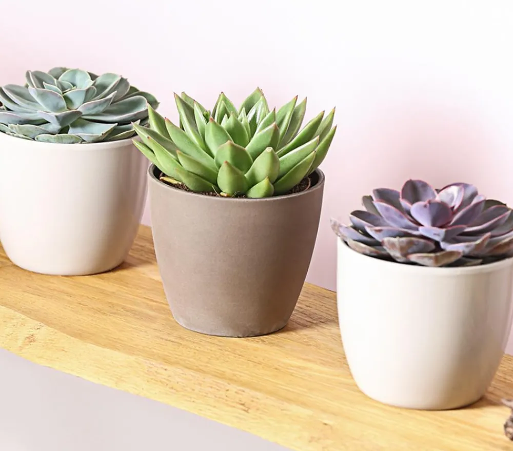 Dehner Sukkulenten - Echeverien-Set - Echeveria, verschiedene Sorten