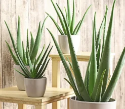Dehner Sukkulenten > Echte Aloe - Aloe vera