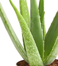 Dehner Echte Aloe - Aloe vera Grün Discount
