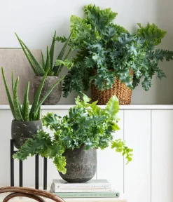 Dehner Echte Aloe - Aloe vera Grün Discount
