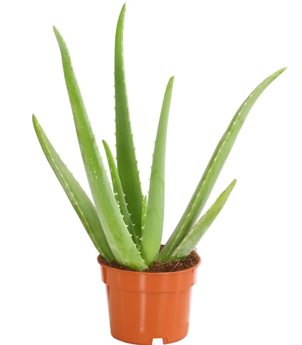 Dehner Echte Aloe - Aloe vera Grün Outlet
