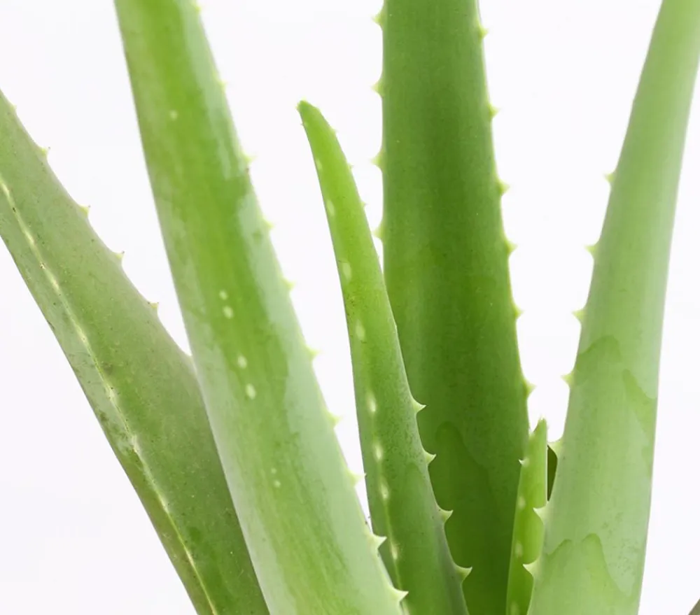 Dehner Sukkulenten - Echte Aloe - Aloe vera Grün