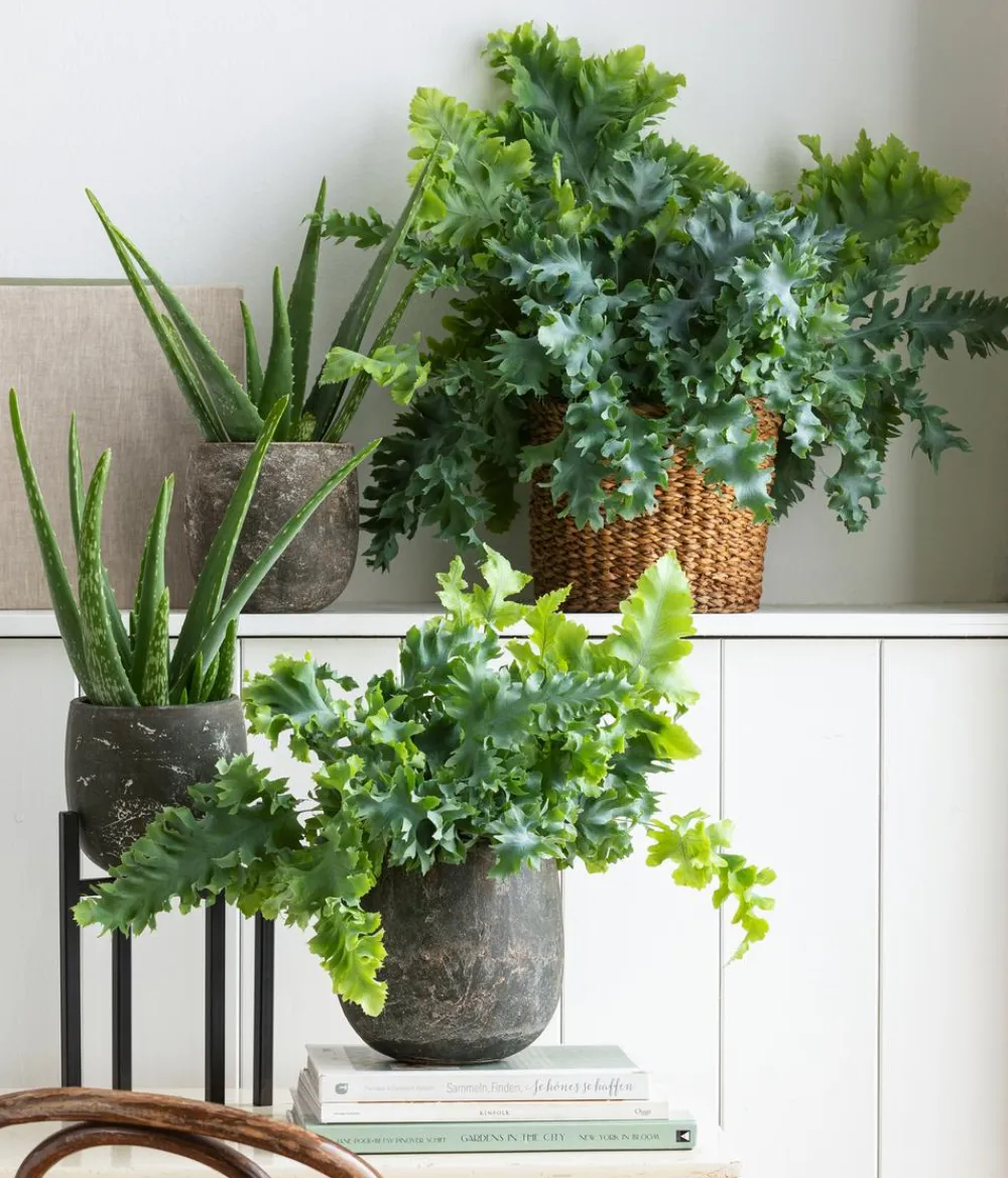 Dehner Sukkulenten - Echte Aloe - Aloe vera Grün