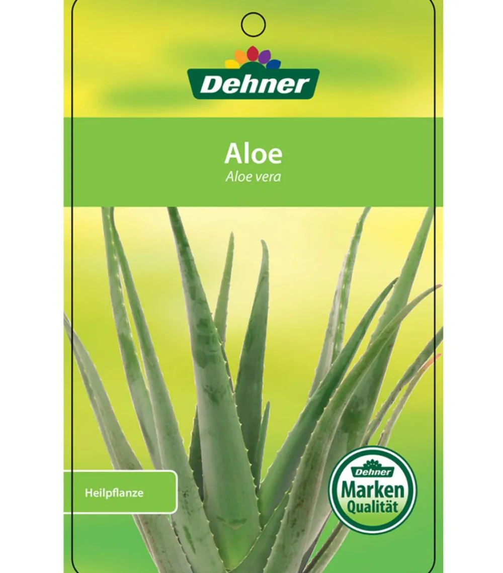 Dehner Sukkulenten - Echte Aloe - Aloe vera Hellgrün