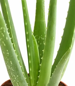 Dehner Sukkulenten - Echte Aloe - Aloe vera Hellgrün