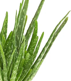 Dehner Sukkulenten > Echte Aloe - Aloe vera, mehrtriebig
