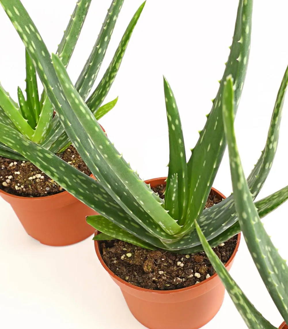 Dehner Sukkulenten > Echte Aloe-Set - Aloe vera