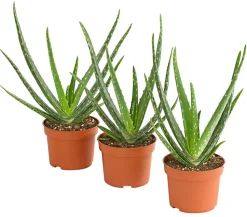 Dehner Sukkulenten > Echte Aloe-Set - Aloe vera