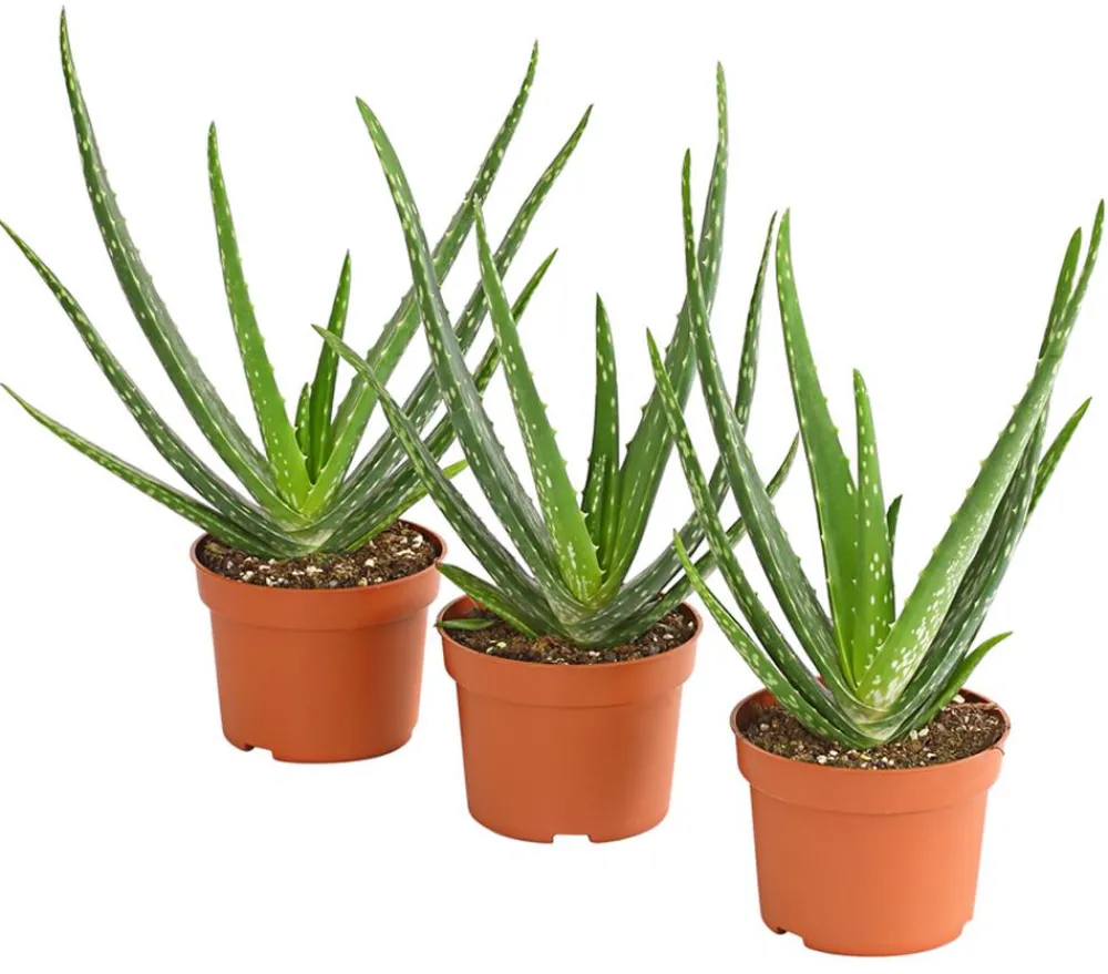 Dehner Sukkulenten > Echte Aloe-Set - Aloe vera