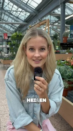 Dehner Sukkulenten > Echte Aloe-Set - Aloe vera