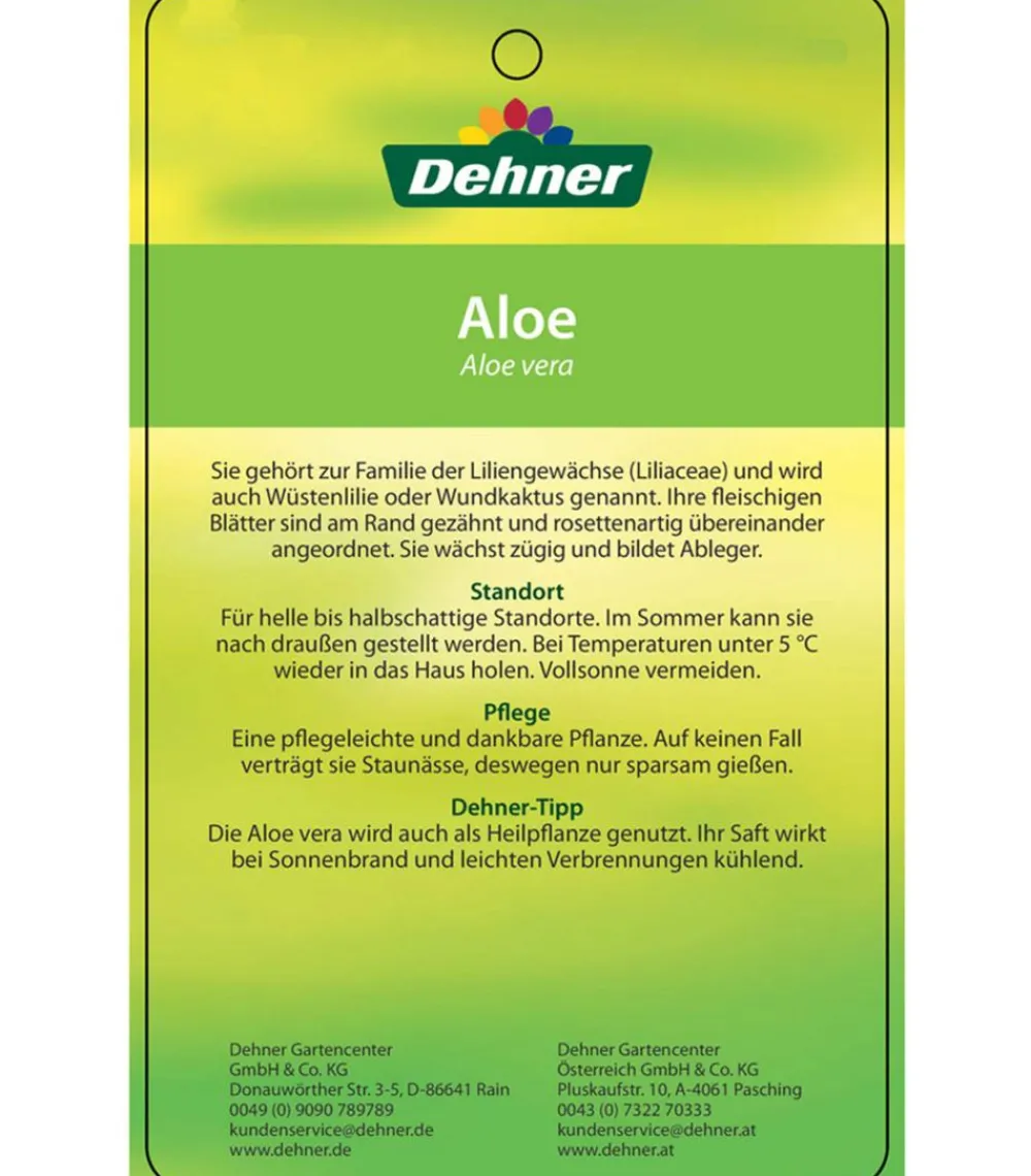 Dehner Sukkulenten > Echte Aloe-Set - Aloe vera