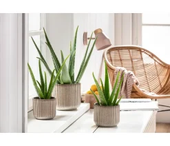 Dehner Sukkulenten > Echte Aloe-Set - Aloe vera