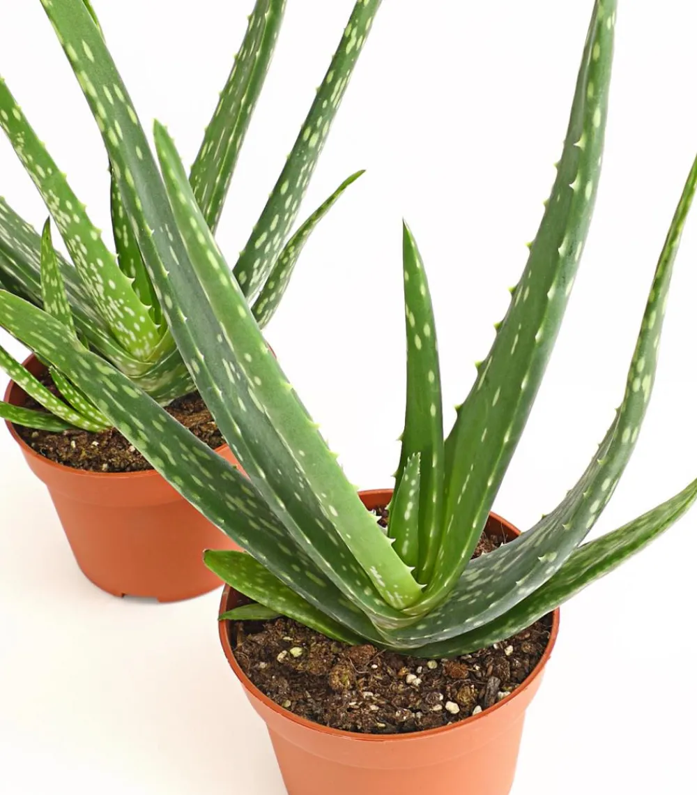 Dehner Sukkulenten - Echte Aloe-Set - Aloe vera Grün