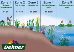 Dehner Aqua Echter Baldrian Zartrosa Clearance