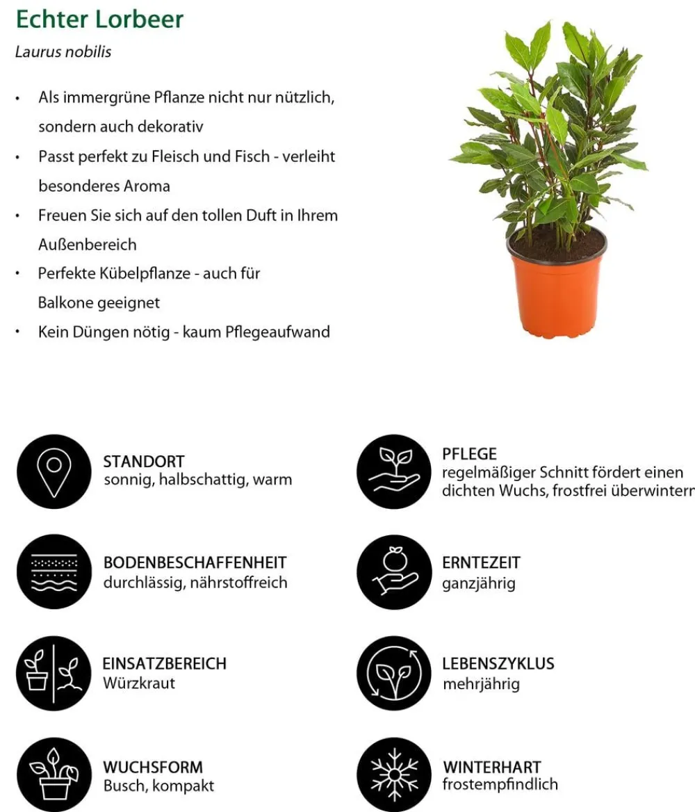 Dehner Echter Lorbeer Grün Clearance