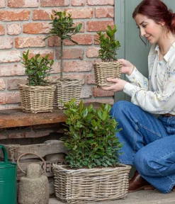 Dehner Terrassenpflanzen|Küchenkräuter - Echter Lorbeer Grün