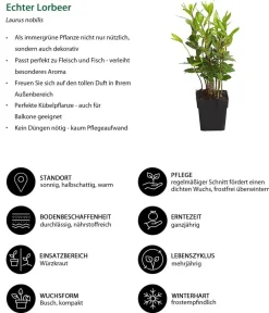 Dehner Terrassenpflanzen|Küchenkräuter - Echter Lorbeer Grün