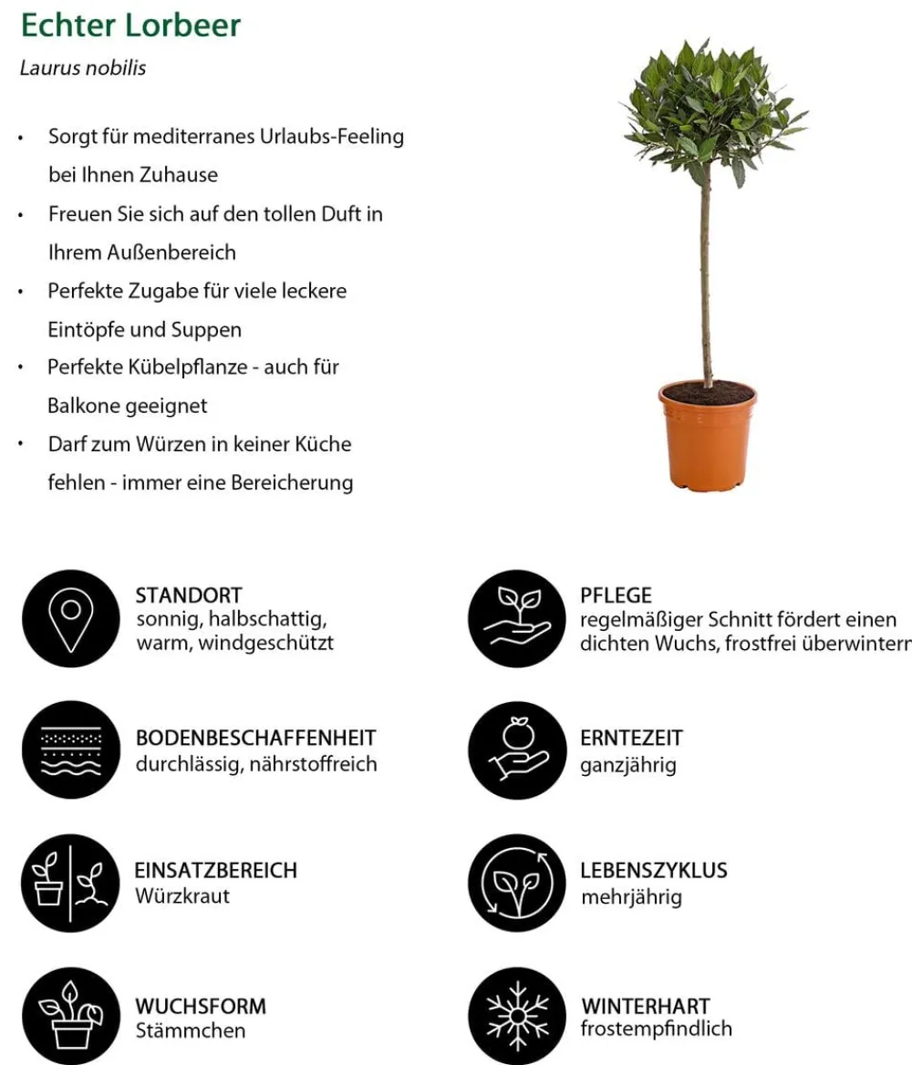 Dehner Terrassenpflanzen|Küchenkräuter - Echter Lorbeer, Stämmchen