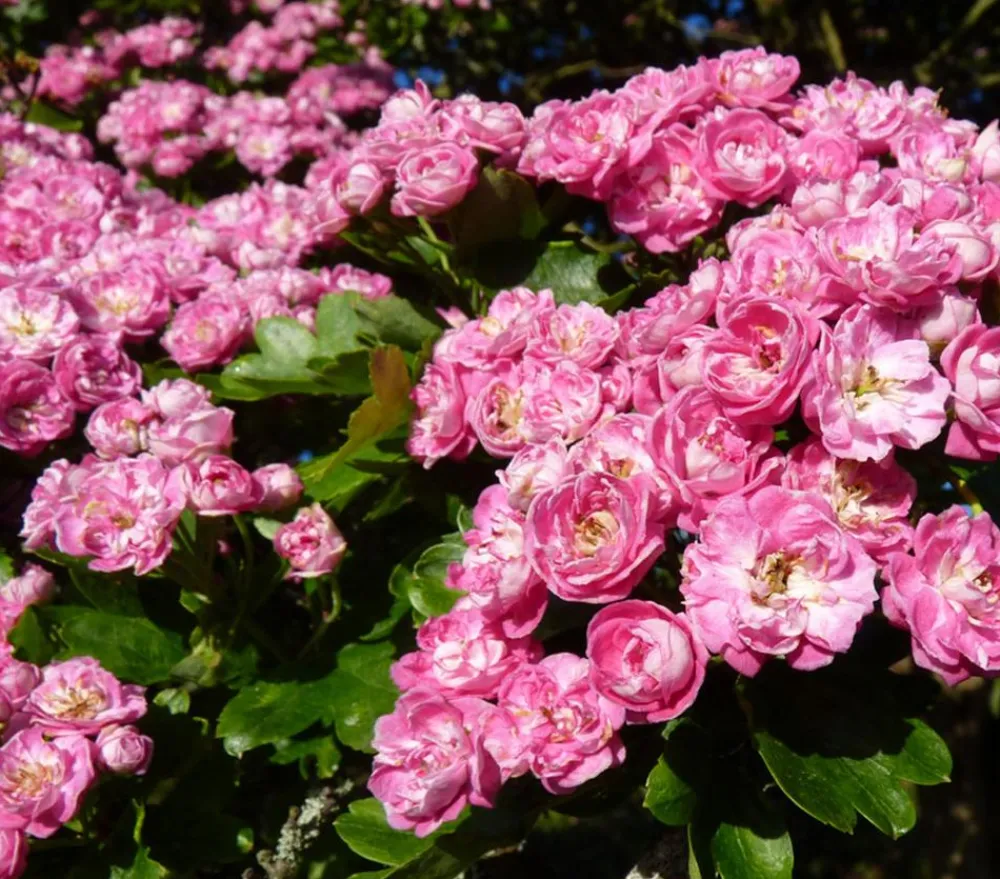 Dehner Laubgehölze|Blühende Sträucher - Echter Rotdorn 'Paul's Scarlet' Pink