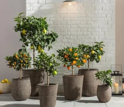 Dehner Zitruspflanzen|Terrassenpflanzen - Echte Zitrone Gelb