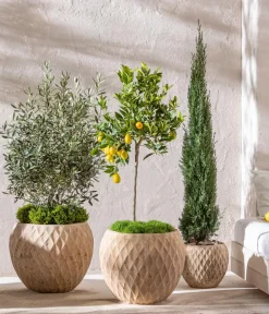 Dehner Zitruspflanzen|Terrassenpflanzen - Echte Zitrone Gelb
