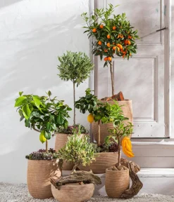 Dehner Zitruspflanzen|Terrassenpflanzen > Echte Zitrone