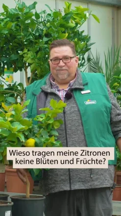 Dehner Echte Zitrone Gelb Best