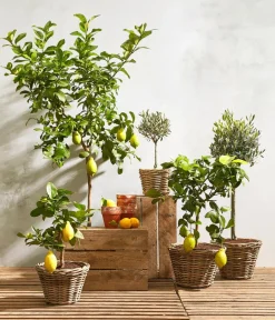 Dehner Zitruspflanzen|Terrassenpflanzen - Echte Zitrone Gelb
