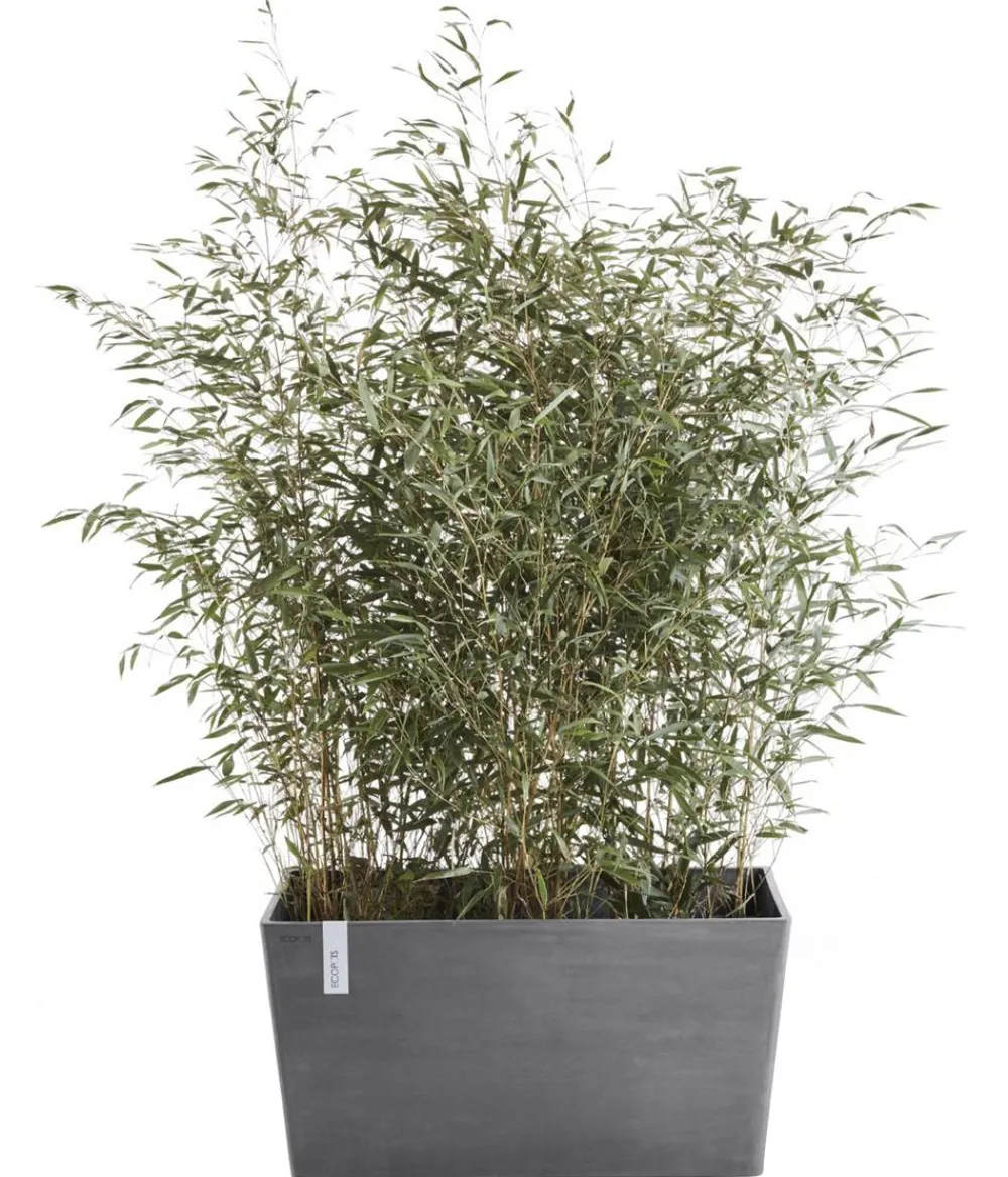 Ecopots Pflanzkübel & Blumenkästen - Kunststoff-Kasten Paris, rechteckig Grau