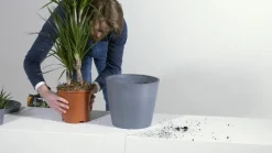 Ecopots Kunststoff-Schale Sofia mit Wassersystem, oval Grau Sale