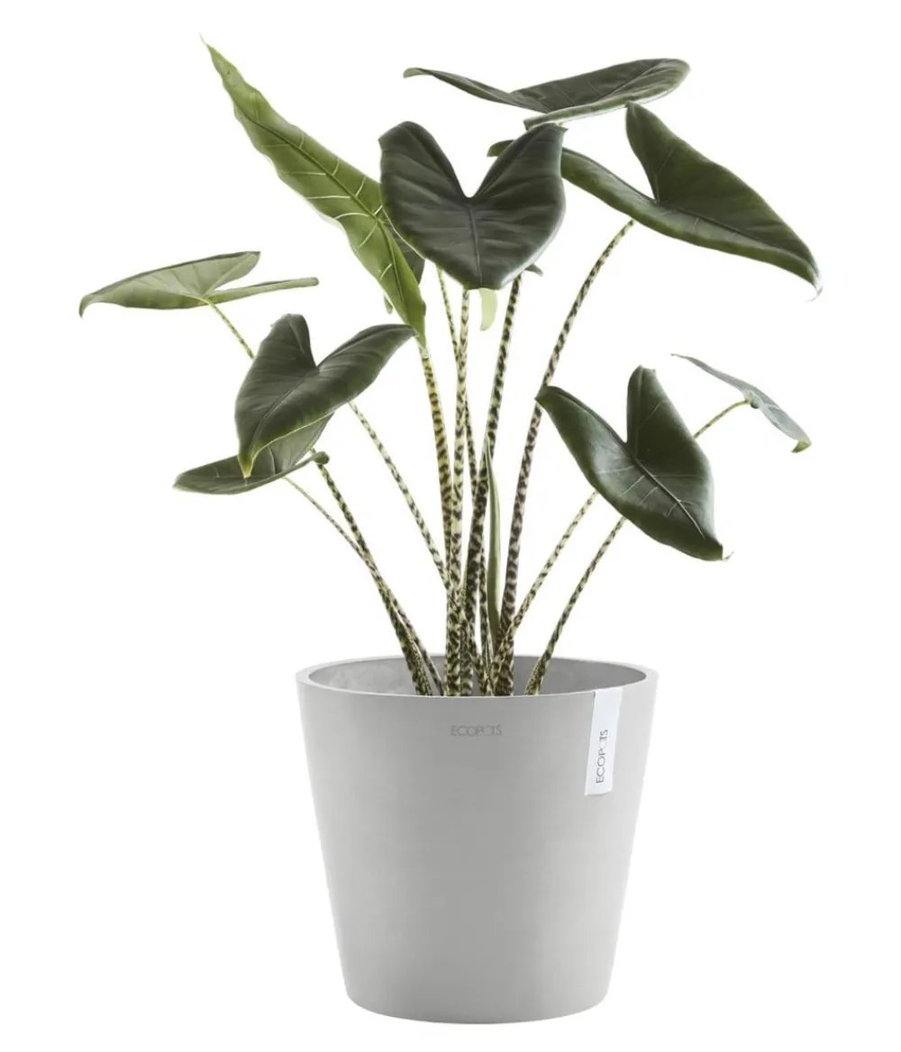 Ecopots Blumentöpfe & Übertöpfe > Kunststoff-Topf Amsterdam mit Wassersystem, rund