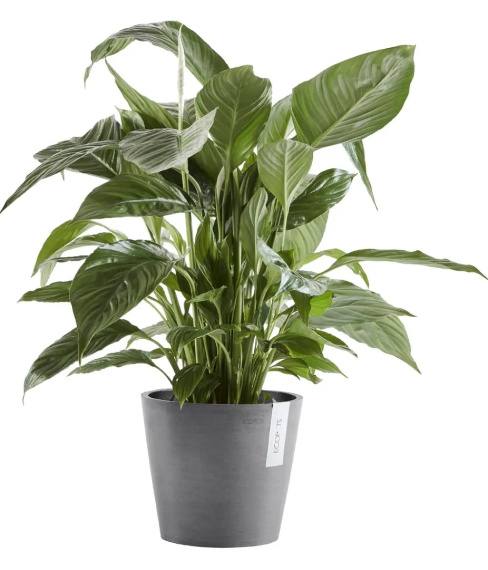 Ecopots Kunststoff-Topf Amsterdam mit Wassersystem, rund Grau Discount