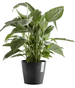 Ecopots Kunststoff-Topf Amsterdam mit Wassersystem, rund Dunkelgrau Outlet