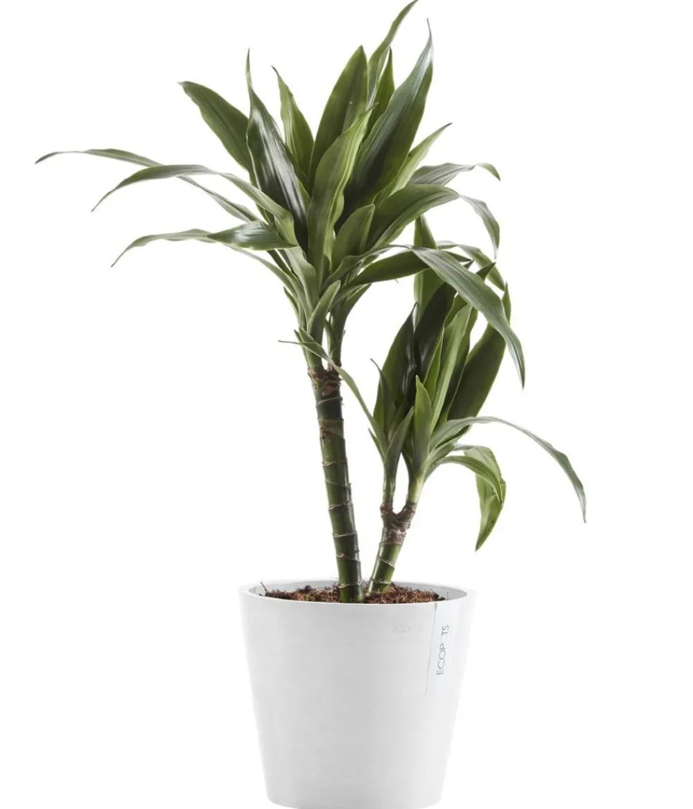 Ecopots Blumentöpfe & Übertöpfe - Kunststoff-Topf Amsterdam mit Wassersystem, rund Weiß