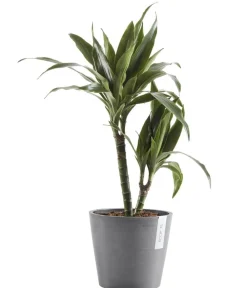 Ecopots Kunststoff-Topf Amsterdam, rund Grau New