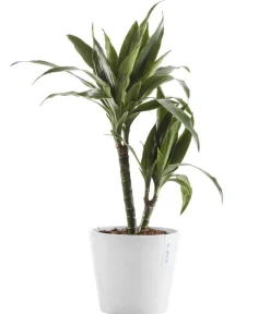 Ecopots Blumentöpfe & Übertöpfe - Kunststoff-Topf Amsterdam, rund Weiß