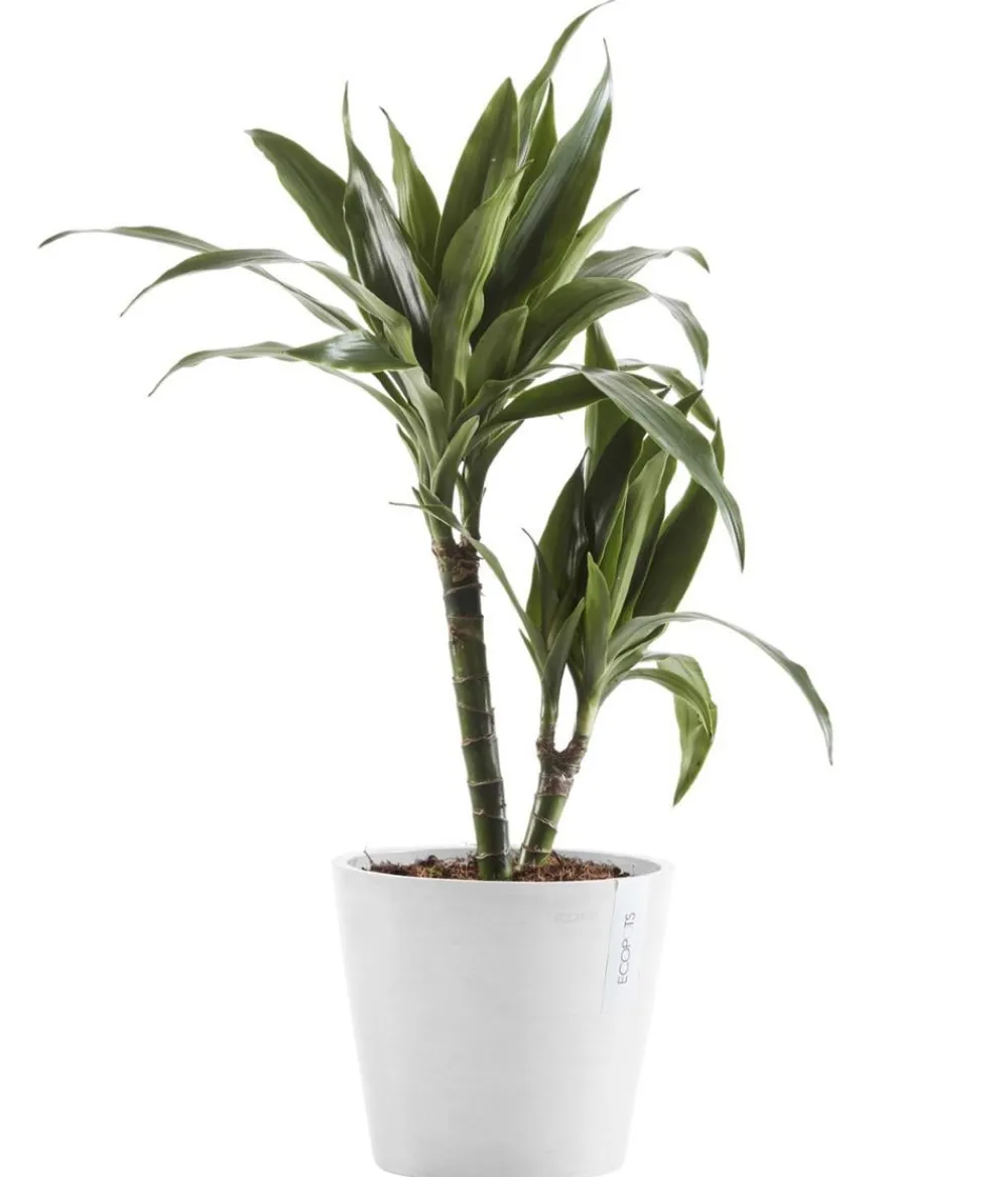 Ecopots Blumentöpfe & Übertöpfe - Kunststoff-Topf Amsterdam, rund Weiß