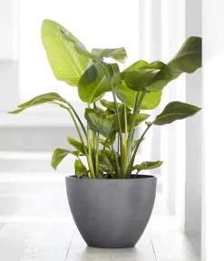 Ecopots Blumentöpfe & Übertöpfe > Kunststoff-Topf Antwerp, rund