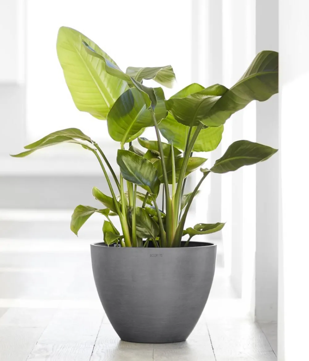 Ecopots Blumentöpfe & Übertöpfe > Kunststoff-Topf Antwerp, rund